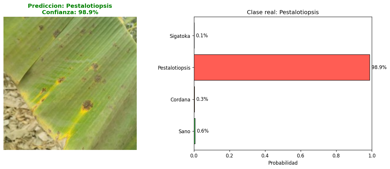 Detección de Pestalotiopsis